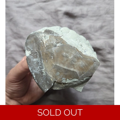 Huge Rare Partial Isotelus Maximus Trilobite Fossil Ohio Ordovician Huge Rare Partial Isotelus Maximus Trilobite Fossil Ohio Ordovician